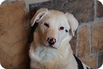 Australian Shepherd Mix Puppy for Sale in Russellville, Kentucky - Darby Australian Shepherd Mix Puppy for Sale in Russellville, Kentucky - Darby