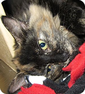 Domestic Mediumhair Kitten for Sale in Kansas City, Missouri - Sasha Domestic Mediumhair Kitten for Sale in Kansas City, Missouri - Sasha