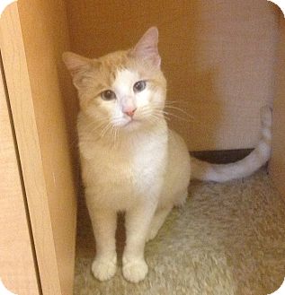 Siamese Cat for Sale in Modesto, California - Big Tom Siamese Cat for Sale in Modesto, California - Big Tom