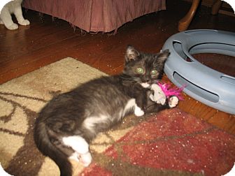 Domestic Shorthair Kitten for Sale in Acme, Pennsylvania - Crystal Domestic Shorthair Kitten for Sale in Acme, Pennsylvania - Crystal