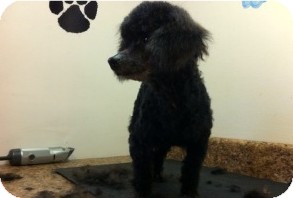Poodle (Miniature) Dog for Sale in Danbury, Connecticut - Briar Poodle (Miniature) Dog for Sale in Danbury, Connecticut - Briar
