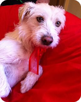 Labradoodle Mix Dog for Sale in Irvine, California - TERRY Labradoodle Mix Dog for Sale in Irvine, California - TERRY