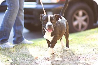 Boston Terrier/Basset Hound Mix Dog for Sale in Columbus, Georgia - Buddy Boston Terrier/Basset Hound Mix Dog for Sale in Columbus, Georgia - Buddy