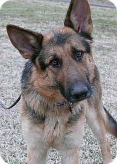 German Shepherd Dog Dog for Sale in Nashville, Tennessee - Windsor German Shepherd Dog Dog for Sale in Nashville, Tennessee - Windsor