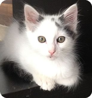 Domestic Longhair Kitten for Sale in Los Angeles, California - Milton- Fluffy Boy Domestic Longhair Kitten for Sale in Los Angeles, California - Milton- Fluffy Boy