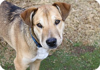 Shepherd (Unknown Type)/Labrador Retriever Mix Dog for Sale in Bellflower, California - Noah Shepherd (Unknown Type)/Labrador Retriever Mix Dog for Sale in Bellflower, California - Noah