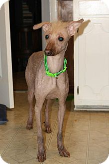 Xoloitzcuintle/Mexican Hairless Mix Dog for Sale in Sherman, Connecticut - Athena Betty's Dog Xoloitzcuintle/Mexican Hairless Mix Dog for Sale in Sherman, Connecticut - Athena Betty's Dog