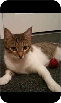 Domestic Shorthair Cat for Sale in Los Angeles, California - Willow Domestic Shorthair Cat for Sale in Los Angeles, California - Willow