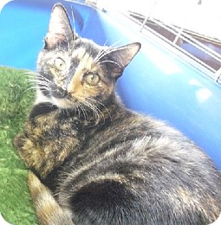 Calico Kitten for Sale in Fairborn, Ohio - Isis-Diamond Litter Calico Kitten for Sale in Fairborn, Ohio - Isis-Diamond Litter