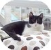 Domestic Shorthair Kitten for Sale in Vancouver, British Columbia - Jasper Domestic Shorthair Kitten for Sale in Vancouver, British Columbia - Jasper