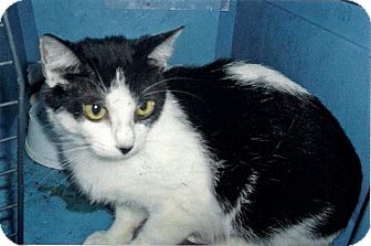 Domestic Shorthair Cat for Sale in Moulton, Alabama - Pringles Domestic Shorthair Cat for Sale in Moulton, Alabama - Pringles
