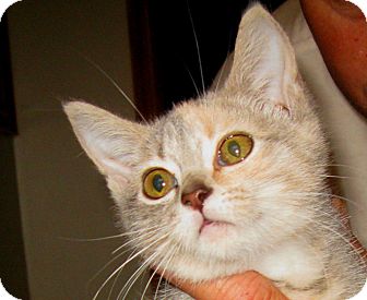Domestic Shorthair Kitten for Sale in Bedford, Virginia - Jenny Domestic Shorthair Kitten for Sale in Bedford, Virginia - Jenny