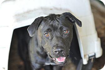 Boxer/Pit Bull Terrier Mix Dog for Sale in New cumberland, West Virginia - Maggs Boxer/Pit Bull Terrier Mix Dog for Sale in New cumberland, West Virginia - Maggs