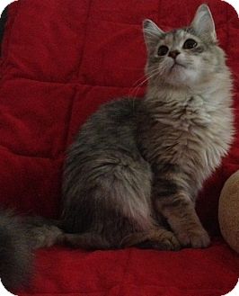 Domestic Mediumhair Kitten for Sale in Simpsonville, South Carolina - Dani Domestic Mediumhair Kitten for Sale in Simpsonville, South Carolina - Dani