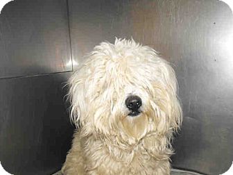 Havanese/Poodle (Miniature) Mix Dog for Sale in Studio City, California - Fletucher Havanese/Poodle (Miniature) Mix Dog for Sale in Studio City, California - Fletucher