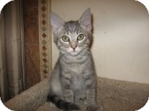 Domestic Shorthair Kitten for Sale in Mesa, Arizona - Steele Domestic Shorthair Kitten for Sale in Mesa, Arizona - Steele