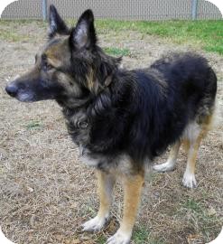 German Shepherd Dog/Belgian Tervuren Mix Dog for Sale in Lincolnton, North Carolina - Molly German Shepherd Dog/Belgian Tervuren Mix Dog for Sale in Lincolnton, North Carolina - Molly