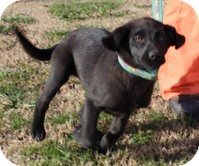 Labrador Retriever/Border Collie Mix Puppy for Sale in Windham, New Hampshire - Sugar Pie Labrador Retriever/Border Collie Mix Puppy for Sale in Windham, New Hampshire - Sugar Pie