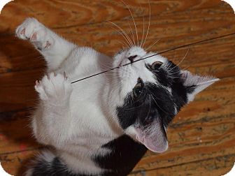 Domestic Shorthair Kitten for Sale in Brooklyn, New York - Nashe Domestic Shorthair Kitten for Sale in Brooklyn, New York - Nashe