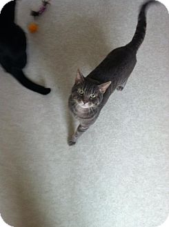Domestic Shorthair Cat for Sale in Lancaster, Massachusetts - Barney Domestic Shorthair Cat for Sale in Lancaster, Massachusetts - Barney