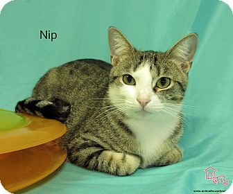 Domestic Shorthair Cat for Sale in St Louis, Missouri - Nip Domestic Shorthair Cat for Sale in St Louis, Missouri - Nip