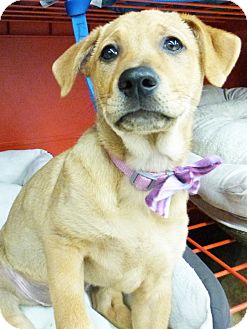 Shepherd (Unknown Type)/Husky Mix Puppy for Sale in Detroit, Michigan - Kari-Adopted! Shepherd (Unknown Type)/Husky Mix Puppy for Sale in Detroit, Michigan - Kari-Adopted!