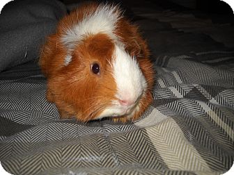 Guinea Pig for Sale in johnson creek, Wisconsin - jerry Guinea Pig for Sale in johnson creek, Wisconsin - jerry