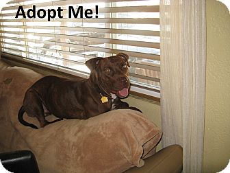 American Pit Bull Terrier Dog for Sale in Scottsdale, Arizona - Amber American Pit Bull Terrier Dog for Sale in Scottsdale, Arizona - Amber