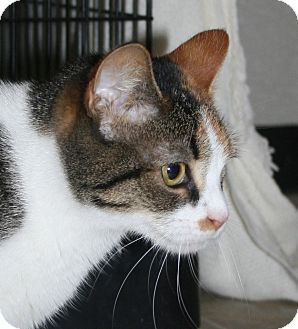 Calico Cat for Sale in Plainville, Massachusetts - Marigold Calico Cat for Sale in Plainville, Massachusetts - Marigold