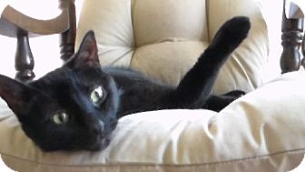 Domestic Shorthair Cat for Sale in Toronto, Ontario - Bagheera Domestic Shorthair Cat for Sale in Toronto, Ontario - Bagheera