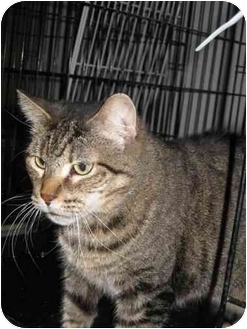 Domestic Shorthair Cat for Sale in Las Vegas, Nevada - Bubbers Domestic Shorthair Cat for Sale in Las Vegas, Nevada - Bubbers