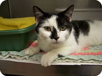 Domestic Shorthair Cat for Sale in Dover, Ohio - Libby Domestic Shorthair Cat for Sale in Dover, Ohio - Libby
