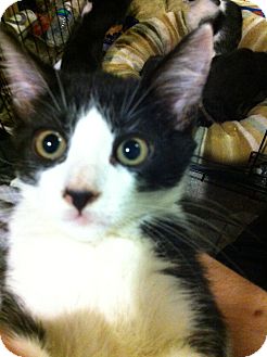 Domestic Shorthair Kitten for Sale in Pittstown, New Jersey - Nitro Domestic Shorthair Kitten for Sale in Pittstown, New Jersey - Nitro