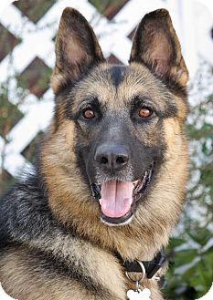 German Shepherd Dog Dog for Sale in Los Angeles, California - Rebel von Roding German Shepherd Dog Dog for Sale in Los Angeles, California - Rebel von Roding