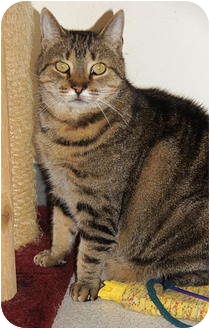 American Shorthair Cat for Sale in Victor, New York - Dude American Shorthair Cat for Sale in Victor, New York - Dude