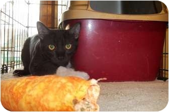 Domestic Shorthair Cat for Sale in Acme, Pennsylvania - Leon Domestic Shorthair Cat for Sale in Acme, Pennsylvania - Leon