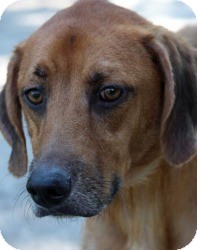 Retriever (Unknown Type)/Hound (Unknown Type) Mix Dog for Sale in Crawfordville, Florida - Zack Retriever (Unknown Type)/Hound (Unknown Type) Mix Dog for Sale in Crawfordville, Florida - Zack