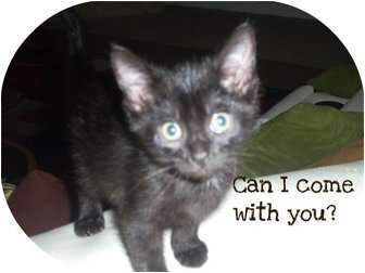 Domestic Longhair Cat for Sale in Mobile, Alabama - Ralph Domestic Longhair Cat for Sale in Mobile, Alabama - Ralph