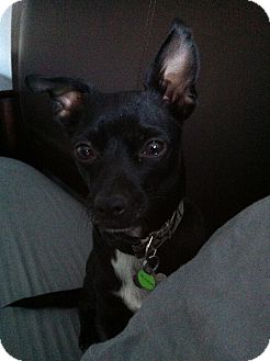 Chihuahua Mix Dog for Sale in San Diego, California - Klinger Chihuahua Mix Dog for Sale in San Diego, California - Klinger