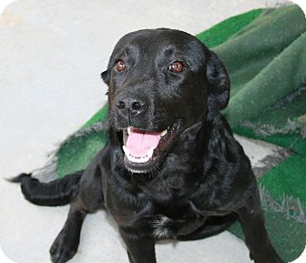 Labrador Retriever Mix Dog for Sale in san antonio, Texas - Winnie Labrador Retriever Mix Dog for Sale in san antonio, Texas - Winnie