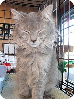 Domestic Mediumhair Cat for Sale in Horsham, Pennsylvania - Loretta Domestic Mediumhair Cat for Sale in Horsham, Pennsylvania - Loretta