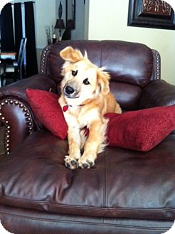 Golden Retriever/Shepherd (Unknown Type) Mix Dog for Sale in Garland, Texas - Harley Golden Retriever/Shepherd (Unknown Type) Mix Dog for Sale in Garland, Texas - Harley