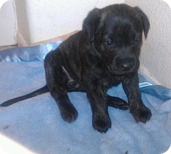 Labrador Retriever/German Shepherd Dog Mix Puppy for Sale in Scottsdale, Arizona - Hope Labrador Retriever/German Shepherd Dog Mix Puppy for Sale in Scottsdale, Arizona - Hope