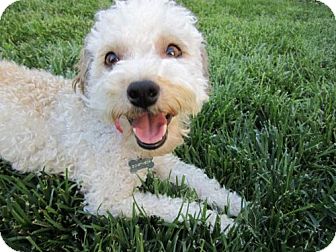 Poodle (Miniature) Mix Dog for Sale in Woodland Hills, California - Summer Poodle (Miniature) Mix Dog for Sale in Woodland Hills, California - Summer