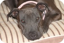 Shar Pei Mix Dog for Sale in Yuba City, California - Sadie Shar Pei Mix Dog for Sale in Yuba City, California - Sadie