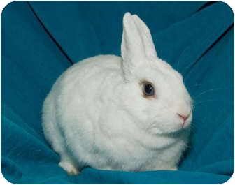 Dwarf Mix for Sale in Los Angeles, California - Misty Dwarf Mix for Sale in Los Angeles, California - Misty