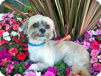 Shih Tzu Mix Dog for Sale in Los Angeles, California - WALDO Shih Tzu Mix Dog for Sale in Los Angeles, California - WALDO