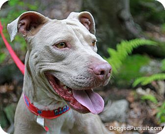 Weimaraner/American Pit Bull Terrier Mix Dog for Sale in Glastonbury, Connecticut - Millie - meet me ~ Weimaraner/American Pit Bull Terrier Mix Dog for Sale in Glastonbury, Connecticut - Millie - meet me ~