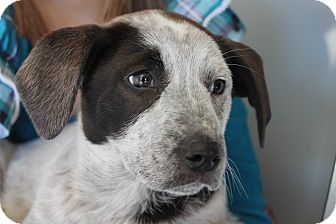Basset Hound/Labrador Retriever Mix Puppy for Sale in Glastonbury, Connecticut - Pixie~NEW PICS!- meet me! Basset Hound/Labrador Retriever Mix Puppy for Sale in Glastonbury, Connecticut - Pixie~NEW PICS!- meet me!
