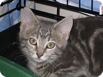 Domestic Shorthair Kitten for Sale in Fort Wayne, Indiana - Taz Domestic Shorthair Kitten for Sale in Fort Wayne, Indiana - Taz